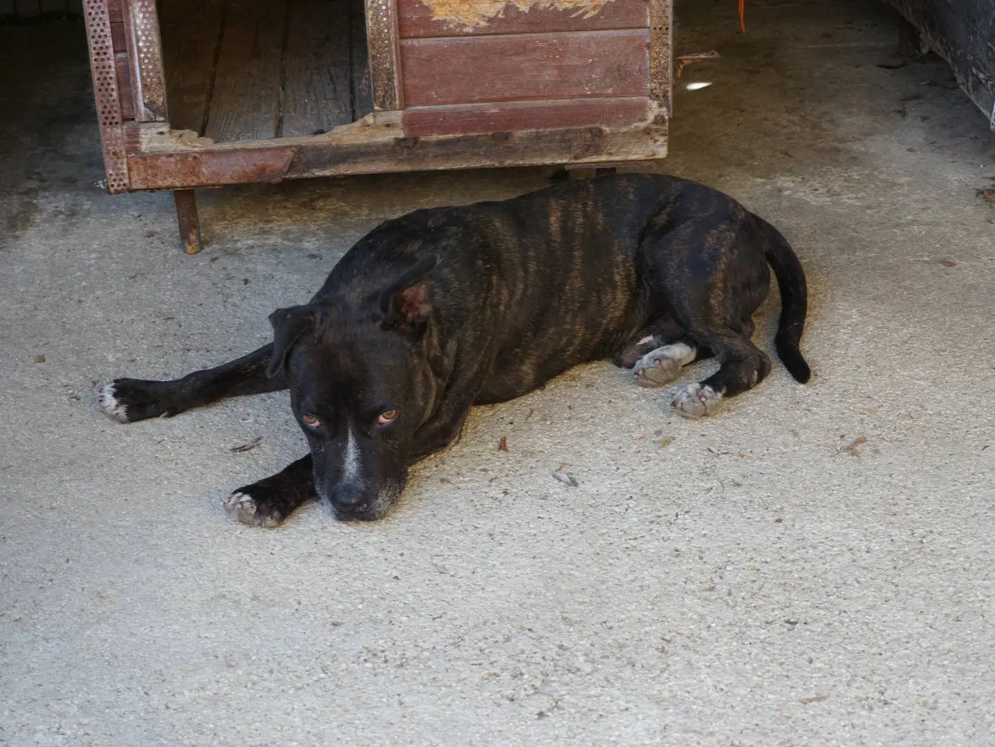 Adotta un cane, maschio, 8 anni e 7 mesi, Pescara