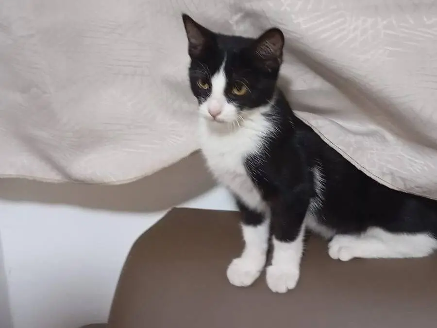 Adotta un gatto, femmina, 1 anno e 2 mesi, Caserta