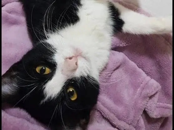 Adotta un gatto, taglia non valida, femmina, Caserta