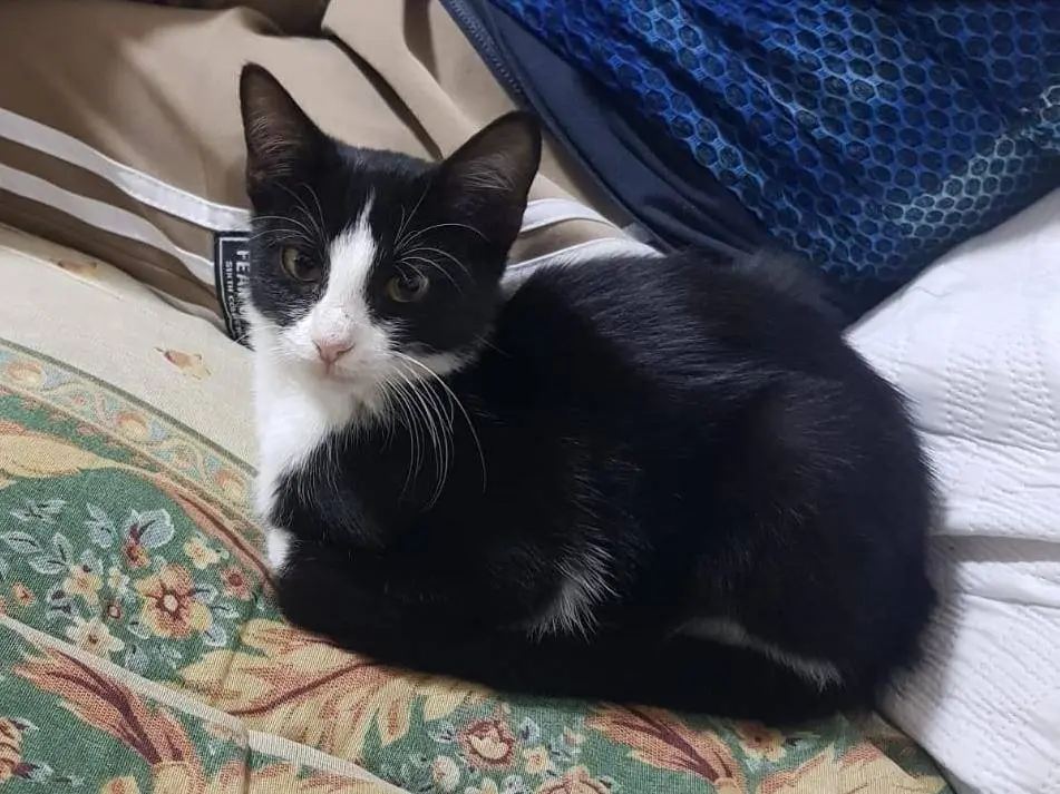 Adozione gatto, femmina, Razza sconosciuta Razza sconosciuta, 1 anno e 2 mesi, taglia non valida, Caserta