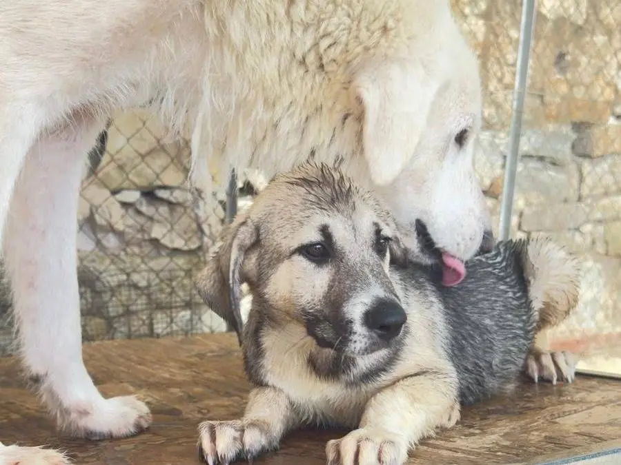 Adozione cane, femmina, Razza sconosciuta Razza sconosciuta, 4 mesi, taglia media, Trapani