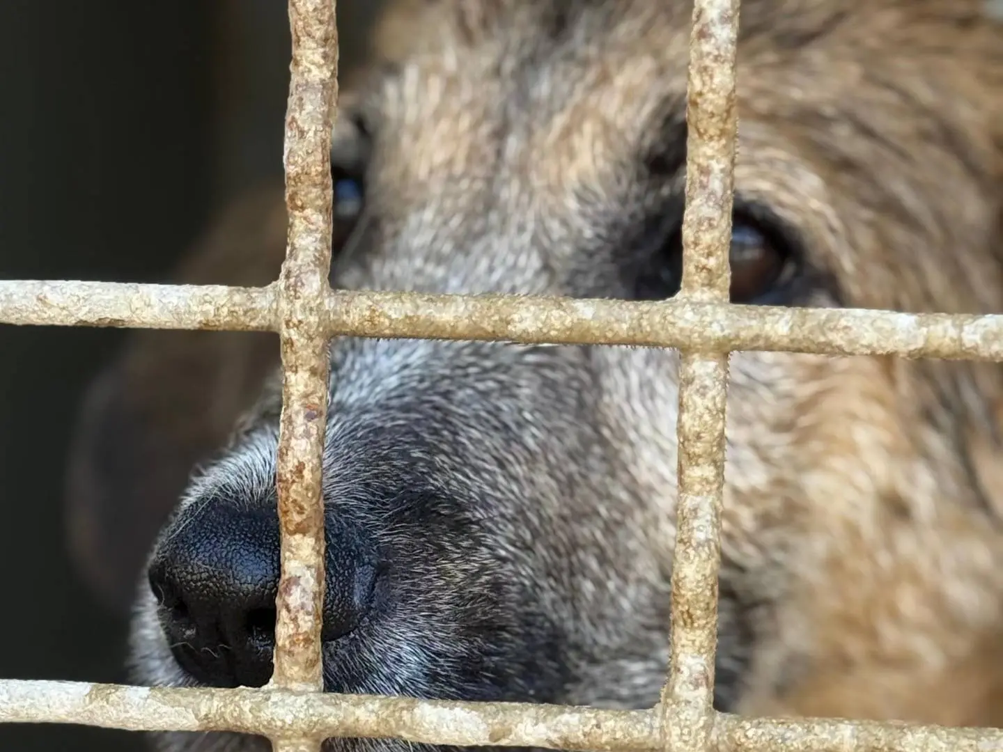 Adotta un cane, femmina, 4 mesi, Trapani
