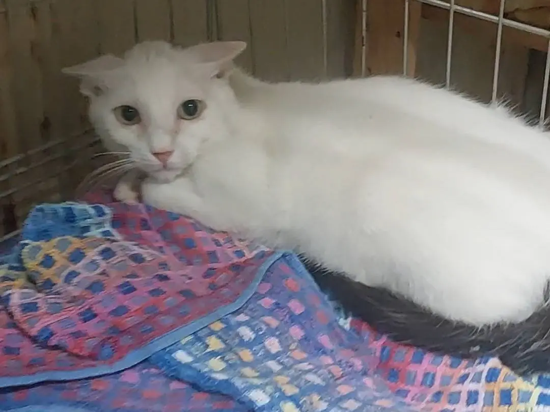Adotta un gatto, maschio, 2 anni e 6 mesi, Torino