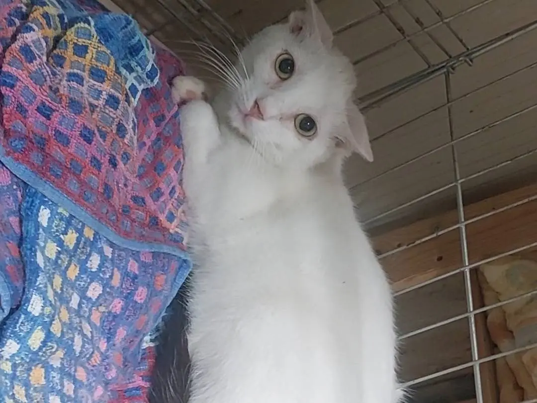 Adozione gatto, maschio, Razza sconosciuta Razza sconosciuta, 2 anni e 6 mesi, taglia non valida, Torino