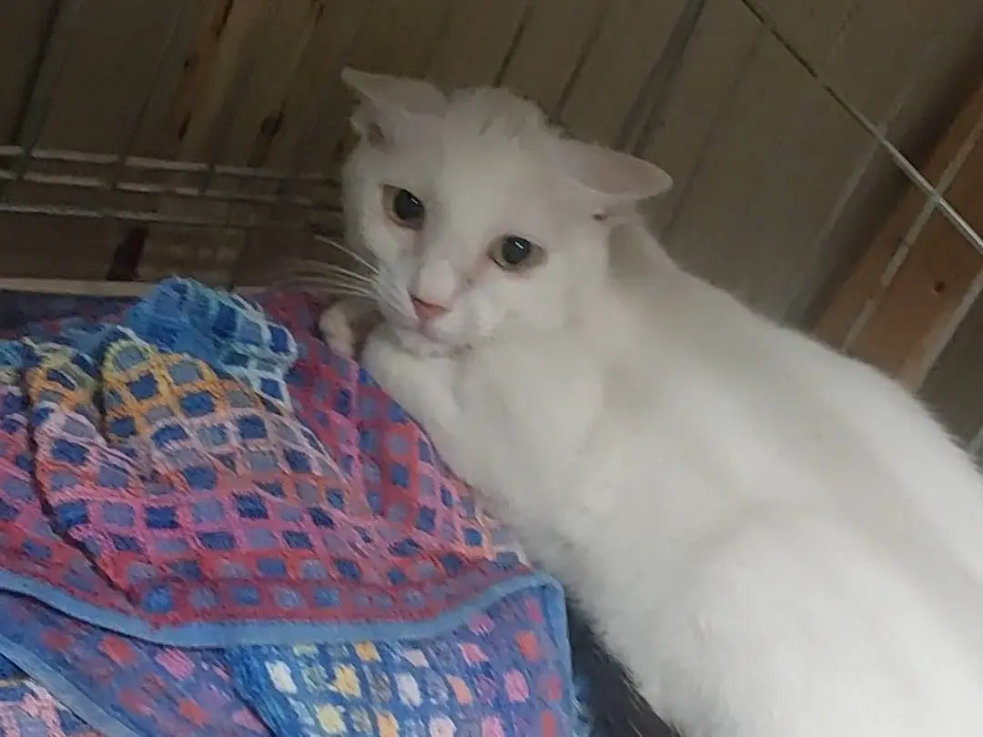 Adotta un gatto, taglia non valida, maschio, Torino