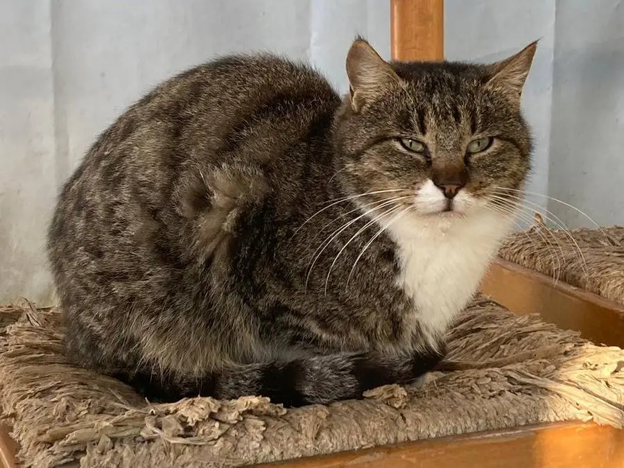 Adozione gatto, maschio, Razza sconosciuta Razza sconosciuta, 6 anni e 8 mesi, taglia non valida, Verona