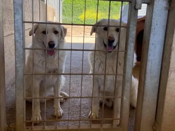 Adozione cane, maschio, Pastore maremmano Razza sconosciuta, 10 anni, taglia gigante, Caserta