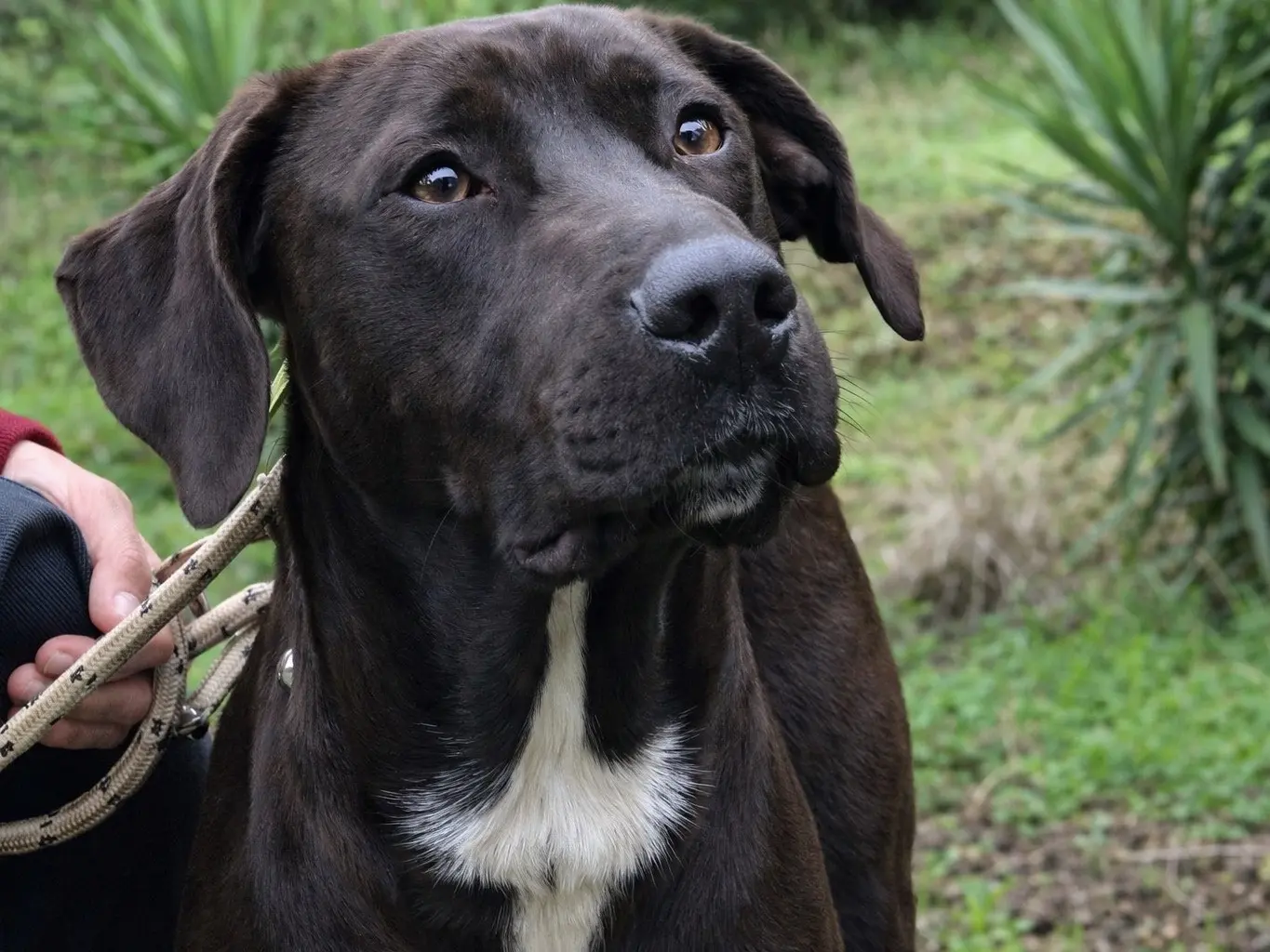 Adozione cane, maschio, Razza sconosciuta Razza sconosciuta, 2 anni e 11 mesi, taglia media, Latina