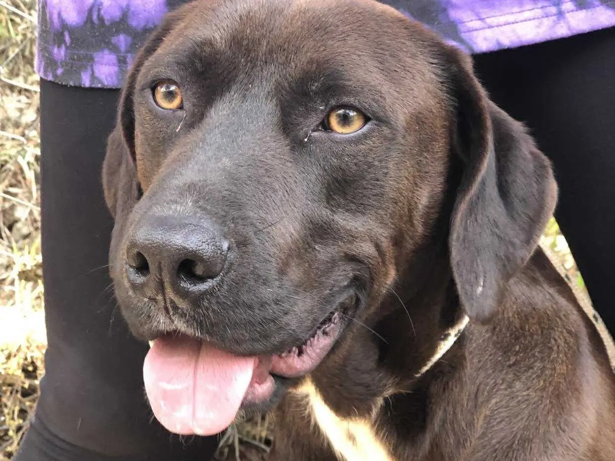 Adotta un cane, maschio, 2 anni e 11 mesi, Latina