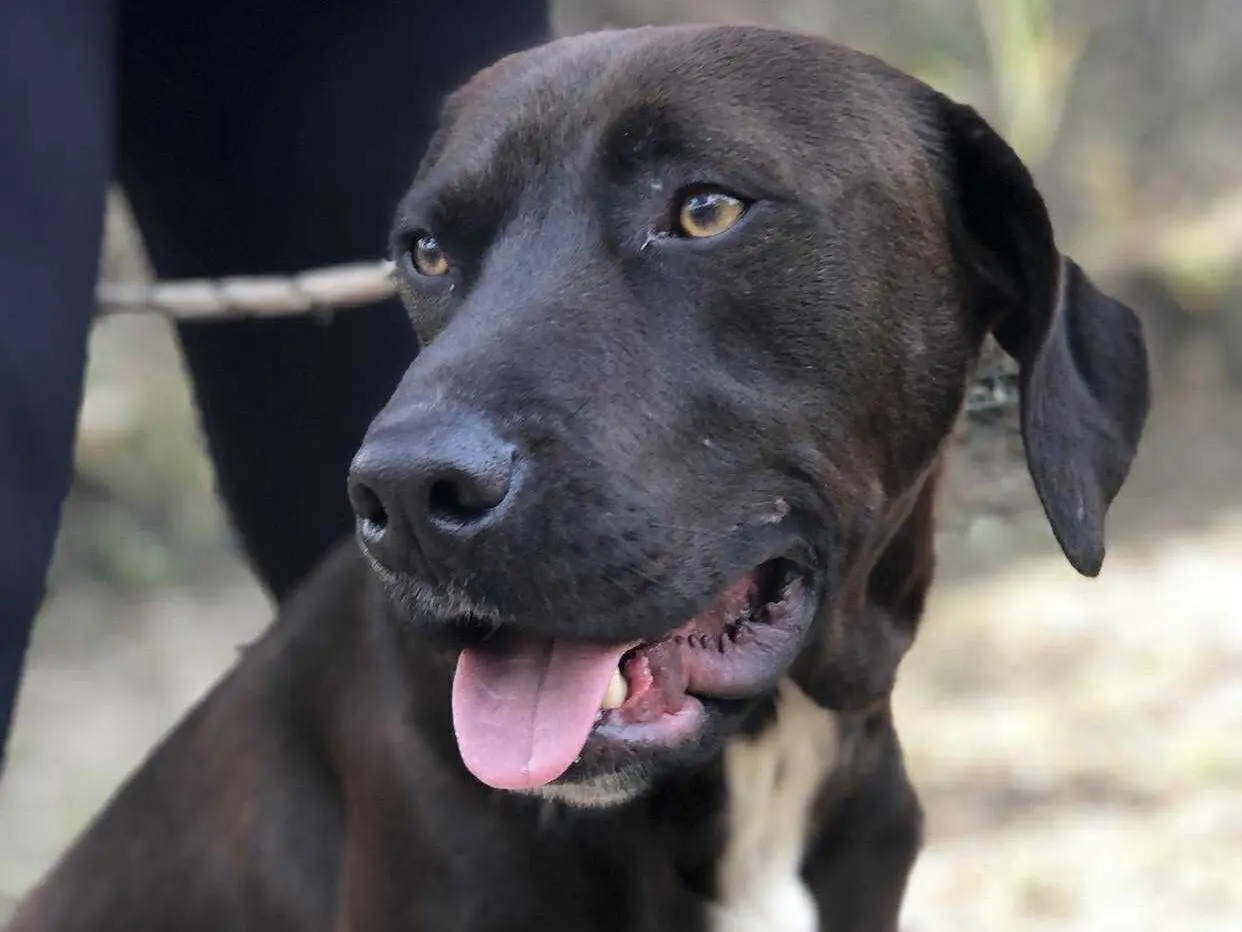 Adotta il cane Cacao  a Latina