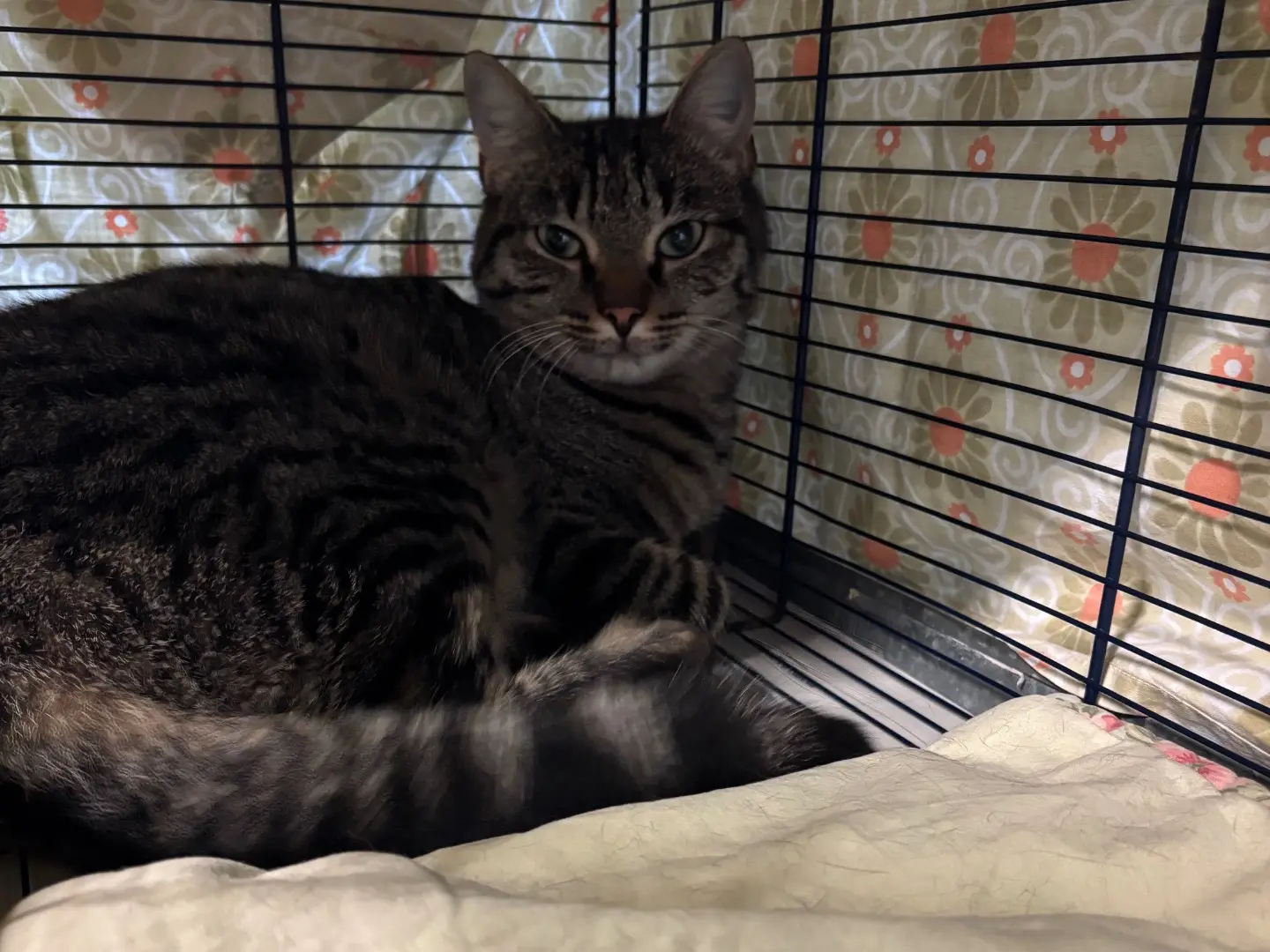 Adotta un gatto, taglia non valida, femmina, Brescia
