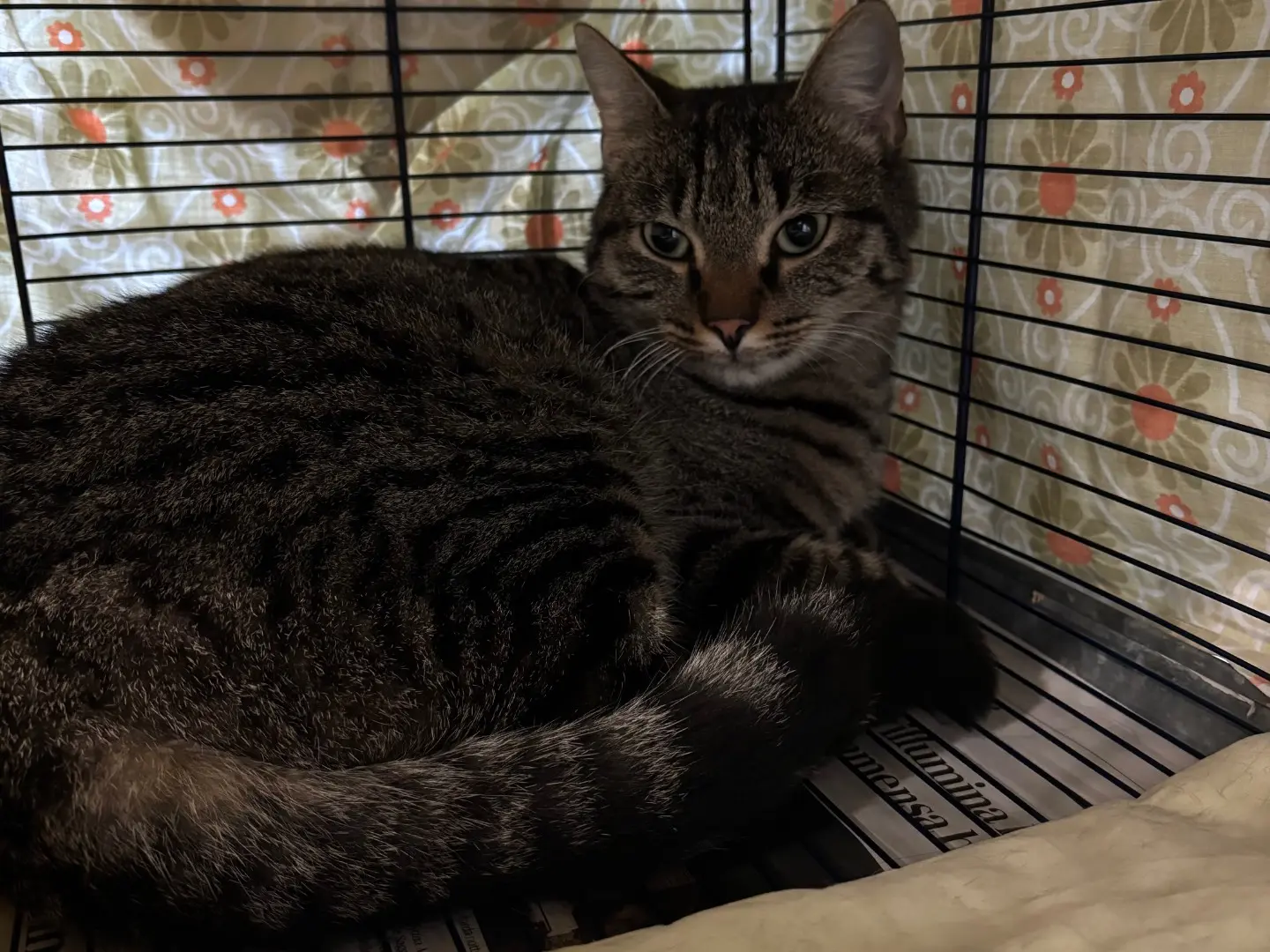Adotta un gatto, femmina, 2 anni e 1 mese, Brescia