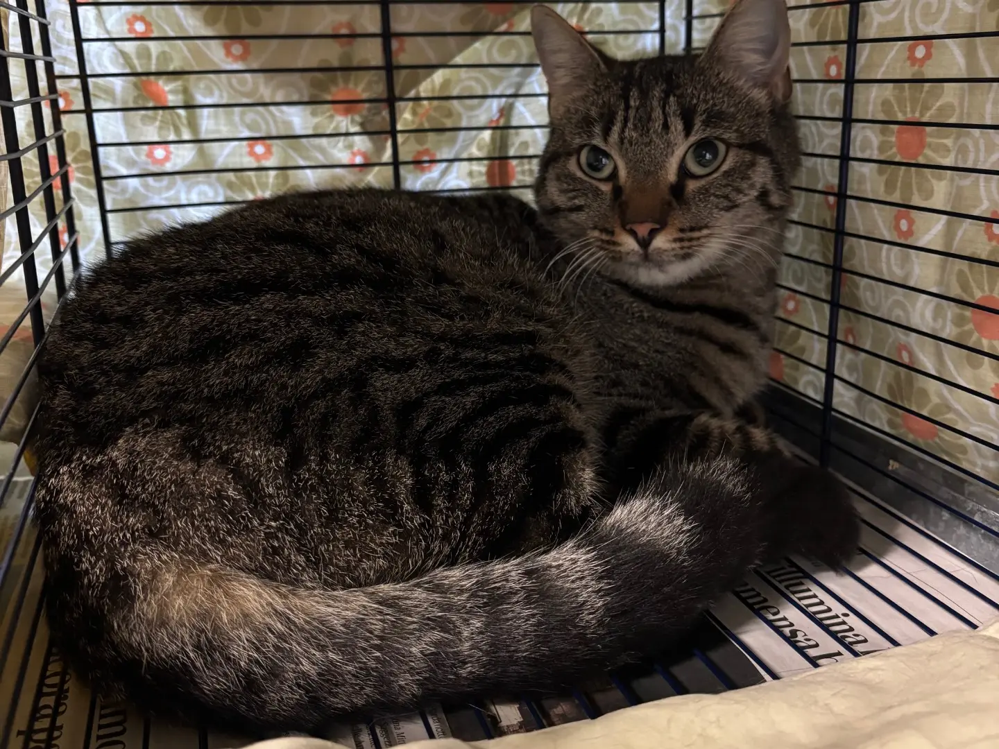 Adozione gatto, femmina, Razza sconosciuta Razza sconosciuta, 2 anni e 1 mese, taglia non valida, Brescia