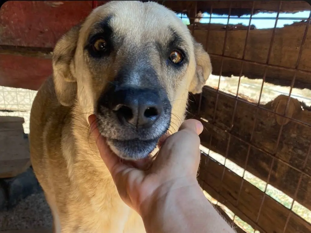 Adotta un cane, femmina, 6 anni e 8 mesi, Crotone