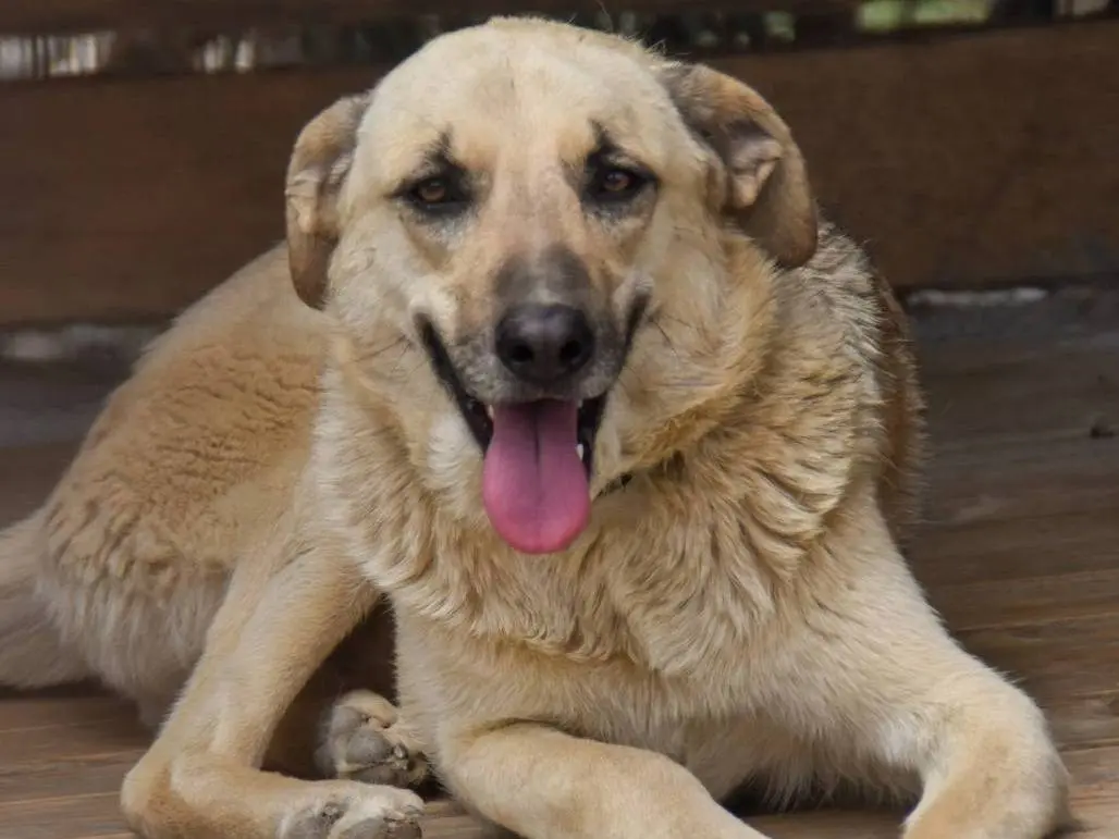 Adozione cane, femmina, Razza sconosciuta Razza sconosciuta, 6 anni e 8 mesi, taglia media, Crotone