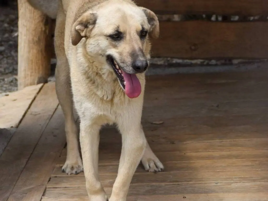 Adotta un cane, taglia media, femmina, Crotone