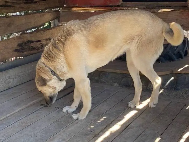 Vuoi adottare un cane a Crotone?