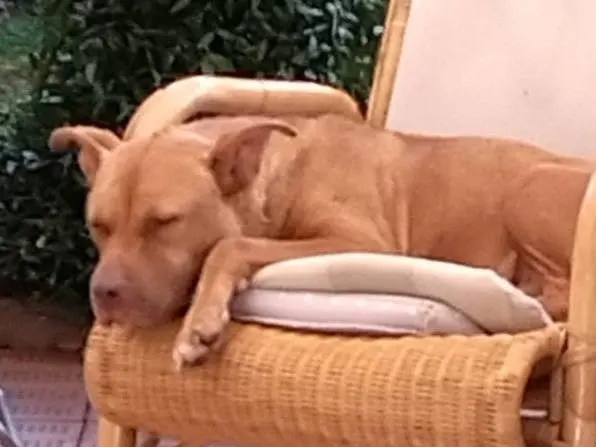 Adotta un cane, taglia media, femmina, Varese