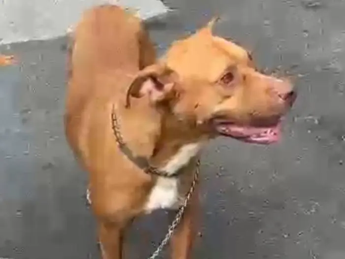 Adotta un cane, femmina, 2 anni e 8 mesi, Varese