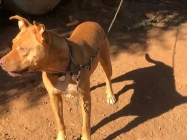 Vuoi adottare un cane a Varese?