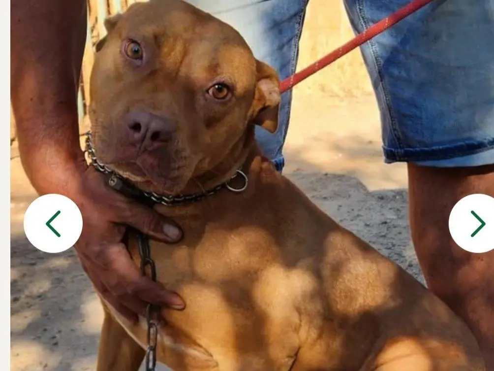 Adotta il cane Tecla simil Red Nose BUONA a Varese