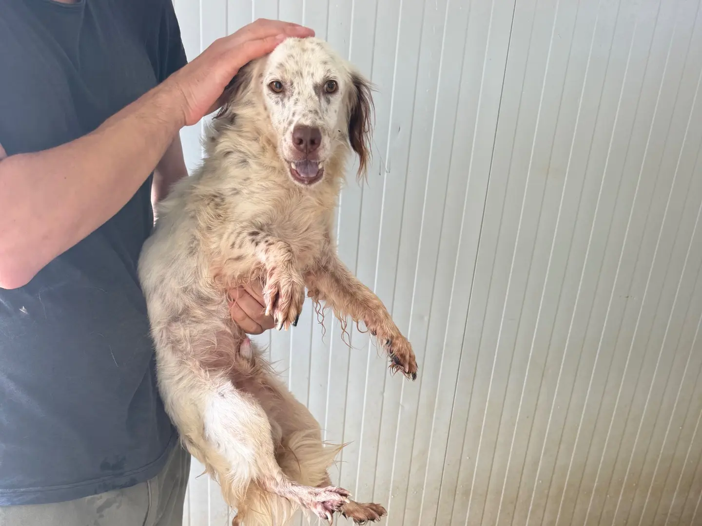 Adotta un cane, maschio, 10 mesi, Latina