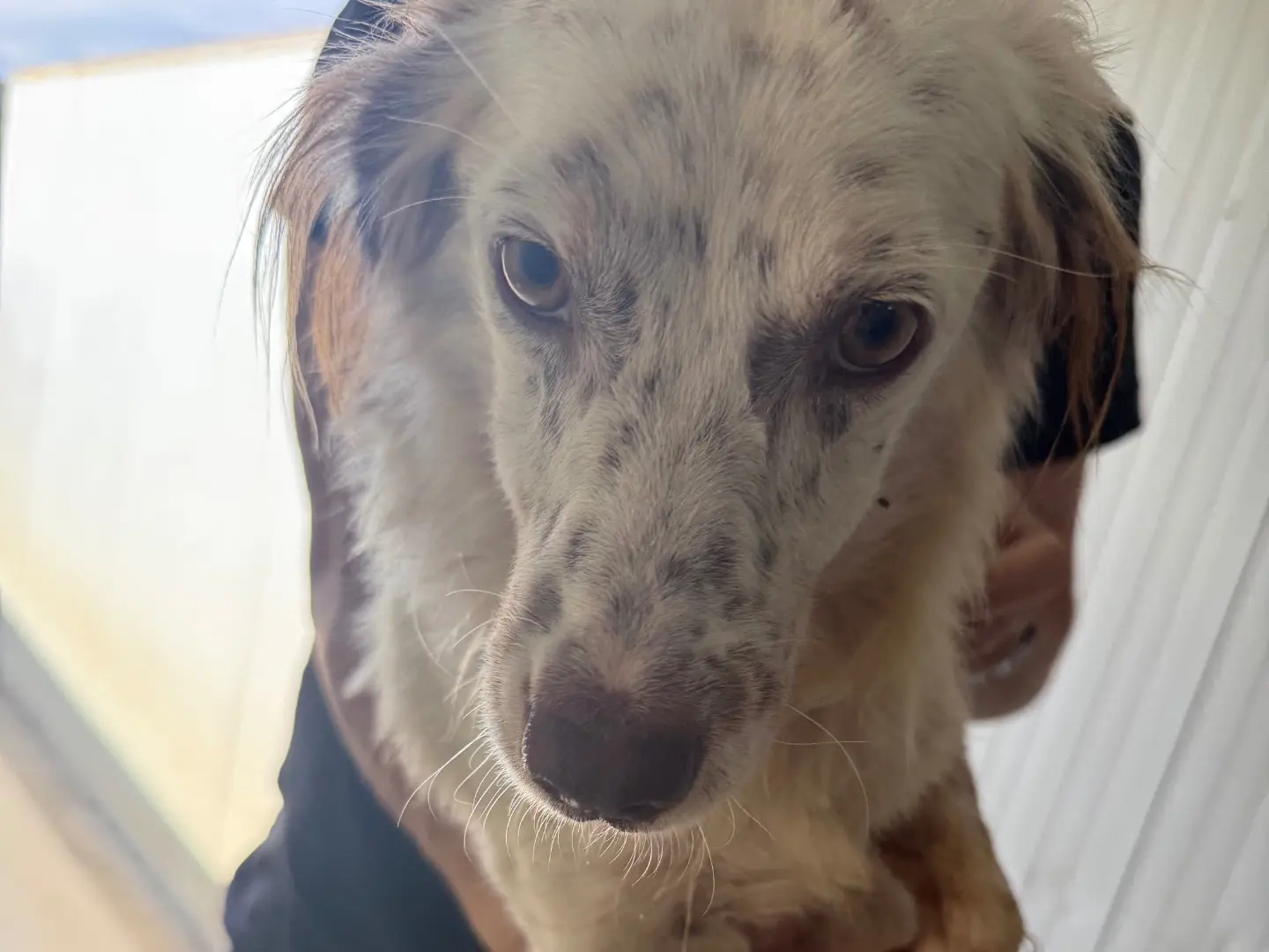 Adozione cane, maschio, Breton Razza sconosciuta, 10 mesi, taglia media contenuta, Latina