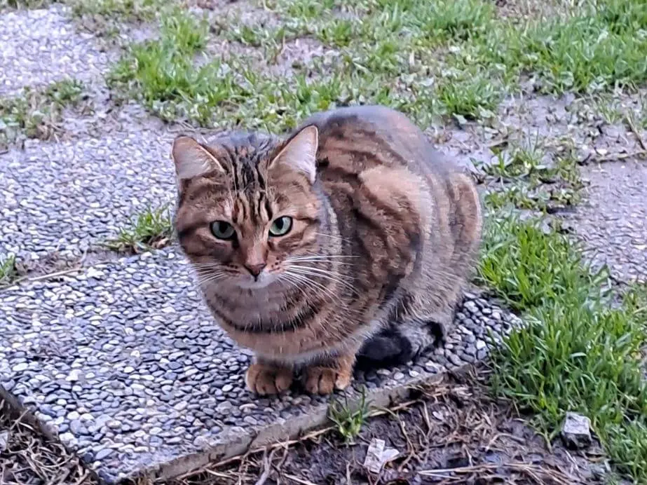 Foto 2 dell'animale