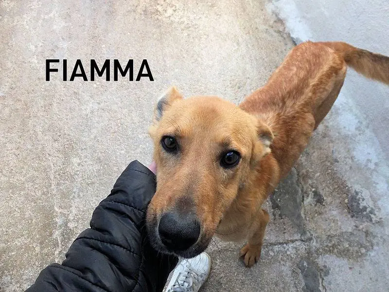 Adozione cane, femmina, Razza sconosciuta Razza sconosciuta, 3 anni e 3 mesi, taglia media, Frosinone