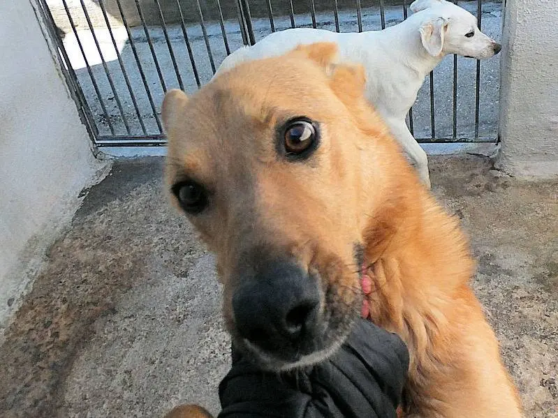 Adotta un cane, femmina, 3 anni e 3 mesi, Frosinone