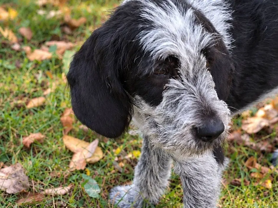 Adozione cane, maschio, Spinone Razza sconosciuta, 3 mesi, taglia media, Rieti