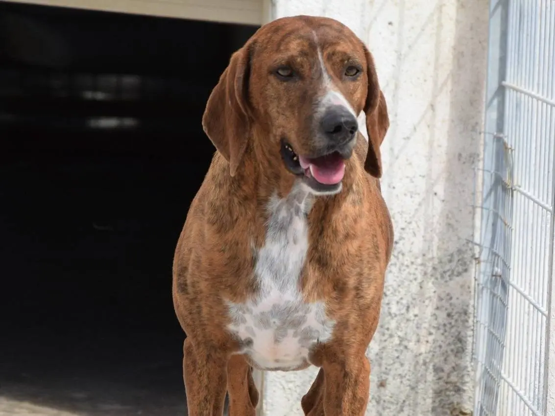 Adozione cane, maschio, Razza sconosciuta Razza sconosciuta, 4 anni e 3 mesi, taglia media, Verona