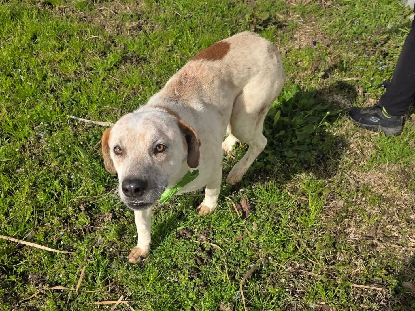 Adotta un cane, maschio, 2 anni e 7 mesi, Caserta