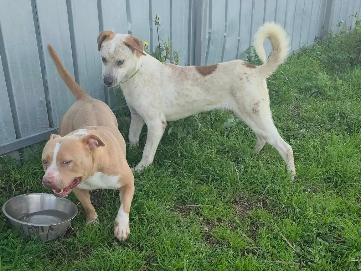 Adotta il cane Twix a Caserta