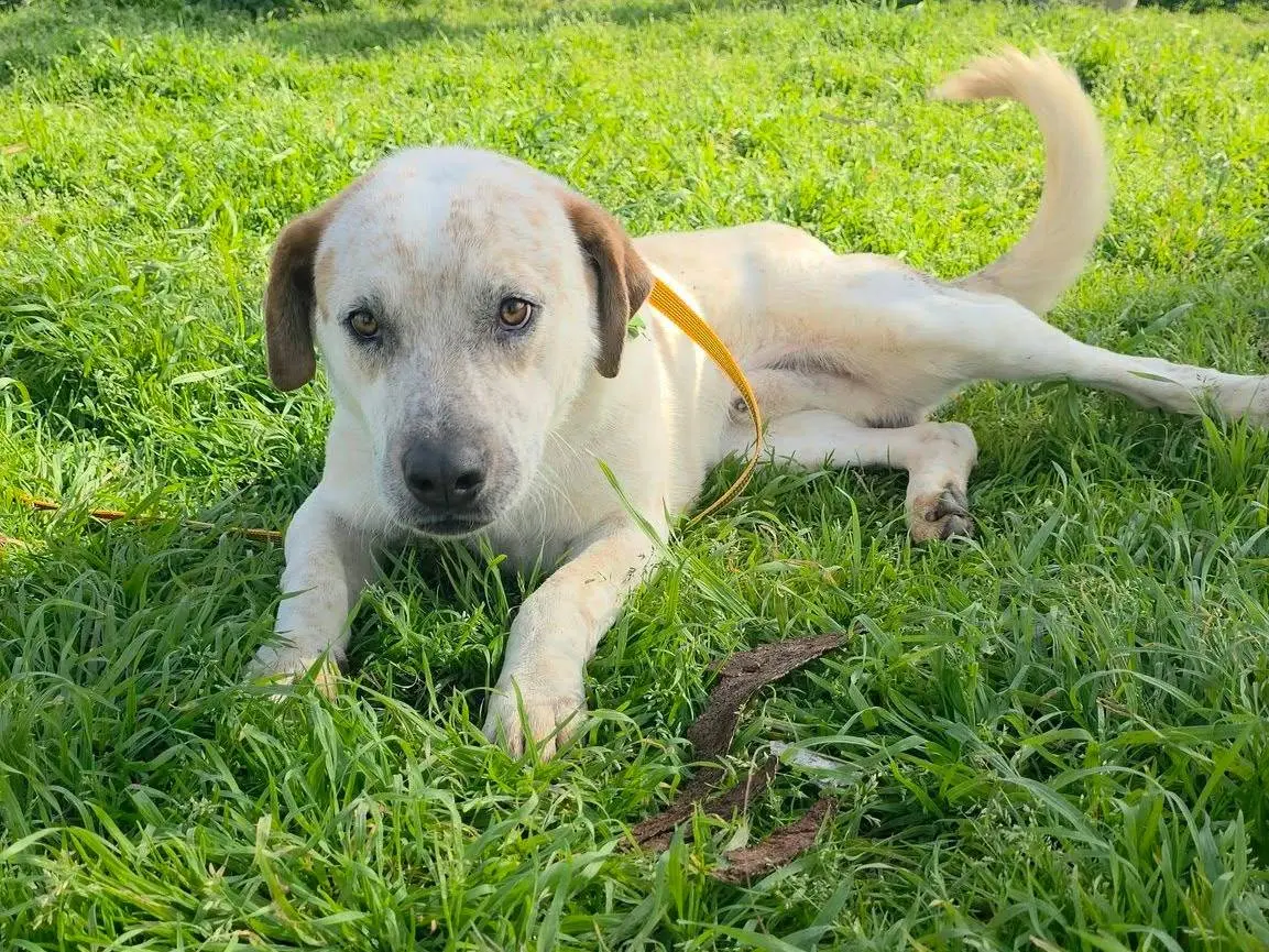 Adozione cane, maschio, Razza sconosciuta Razza sconosciuta, 2 anni e 7 mesi, taglia media, Caserta