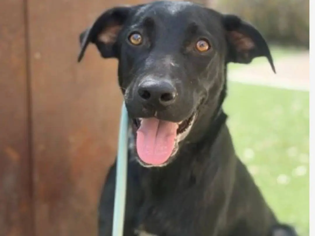 Adozione cane, maschio, Razza sconosciuta Razza sconosciuta, 1 anno, taglia media, Siracusa