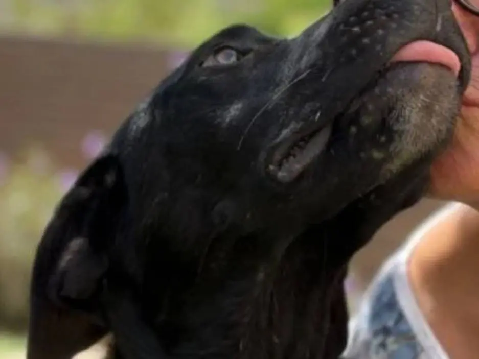Adotta un cane, taglia media, maschio, Siracusa