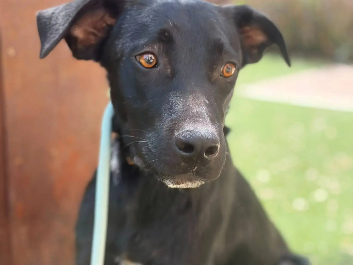 Adotta il cane Max a Siracusa