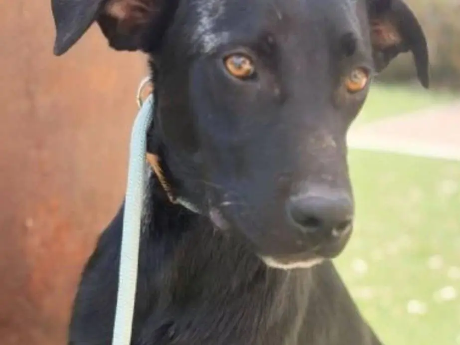 Adotta un cane, maschio, 1 anno, Siracusa