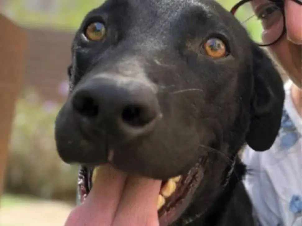 Vuoi adottare un cane a Siracusa?