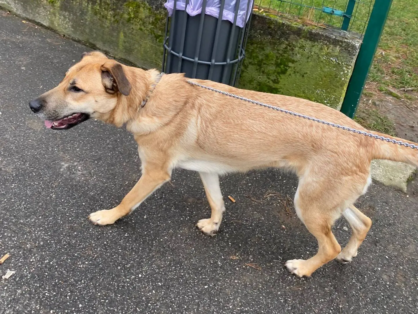 Adotta il cane Carmen a Bergamo