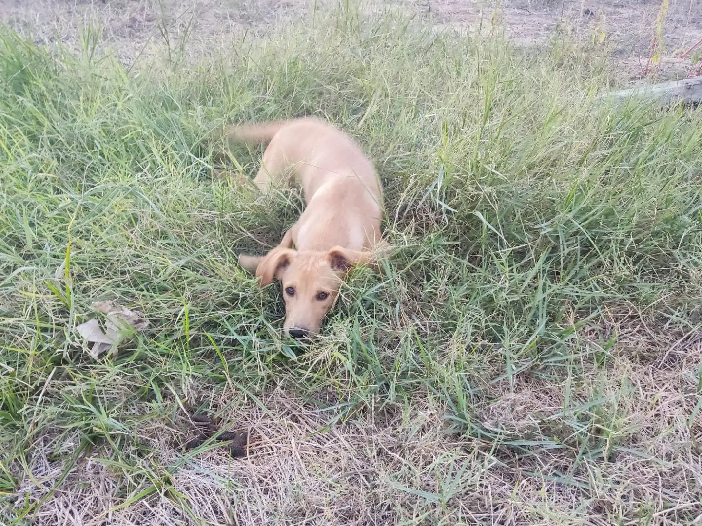 Adotta un cane, maschio, 6 mesi, Milano