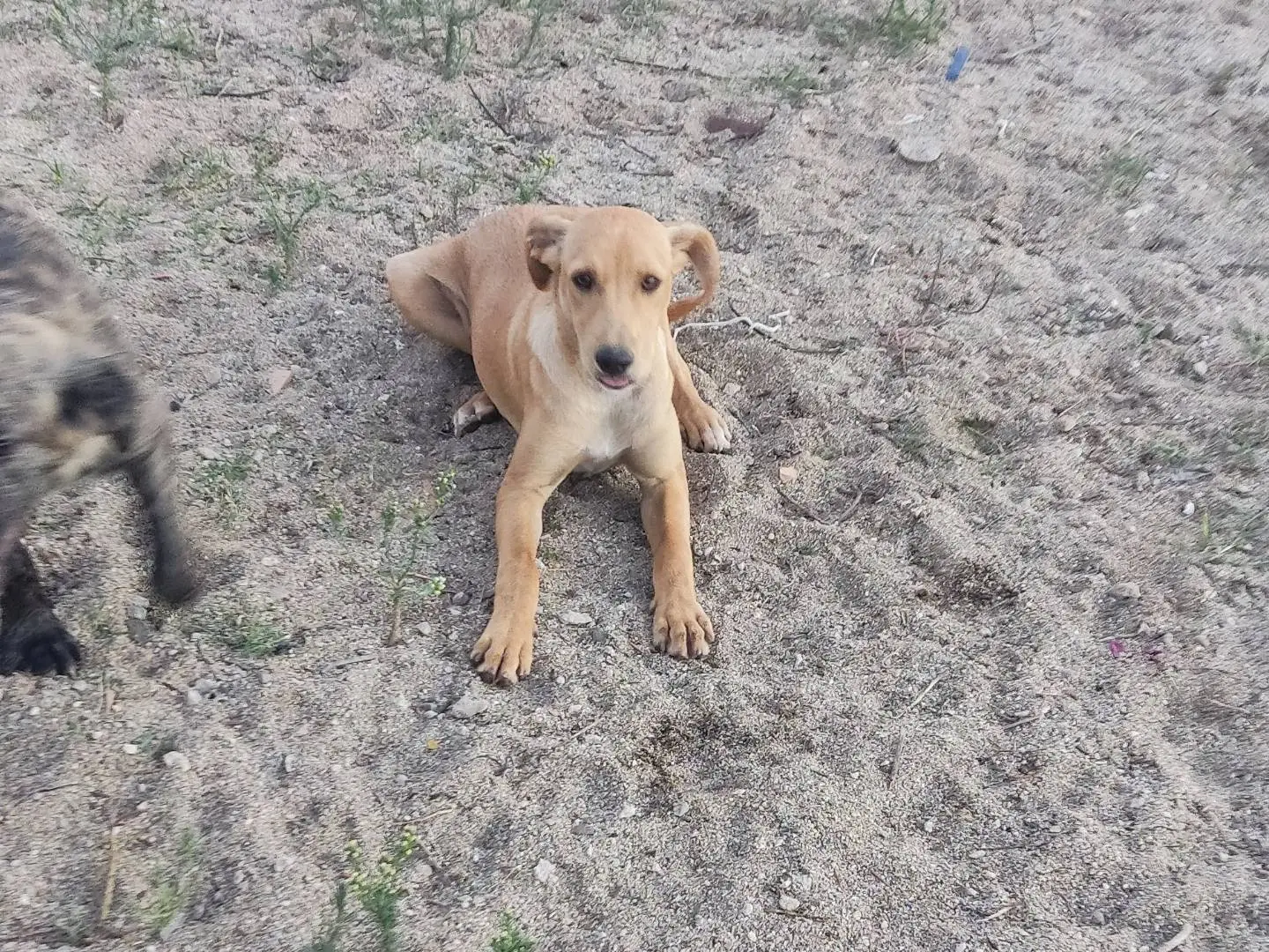 Adozione cane, maschio, Razza sconosciuta Razza sconosciuta, 6 mesi, taglia media, Milano