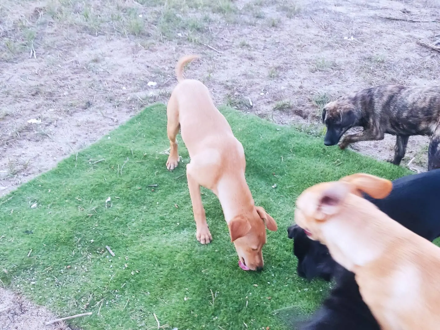 Adotta un cane, taglia media, maschio, Milano