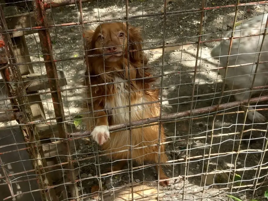 Adotta un cane, taglia media contenuta, maschio, Benevento
