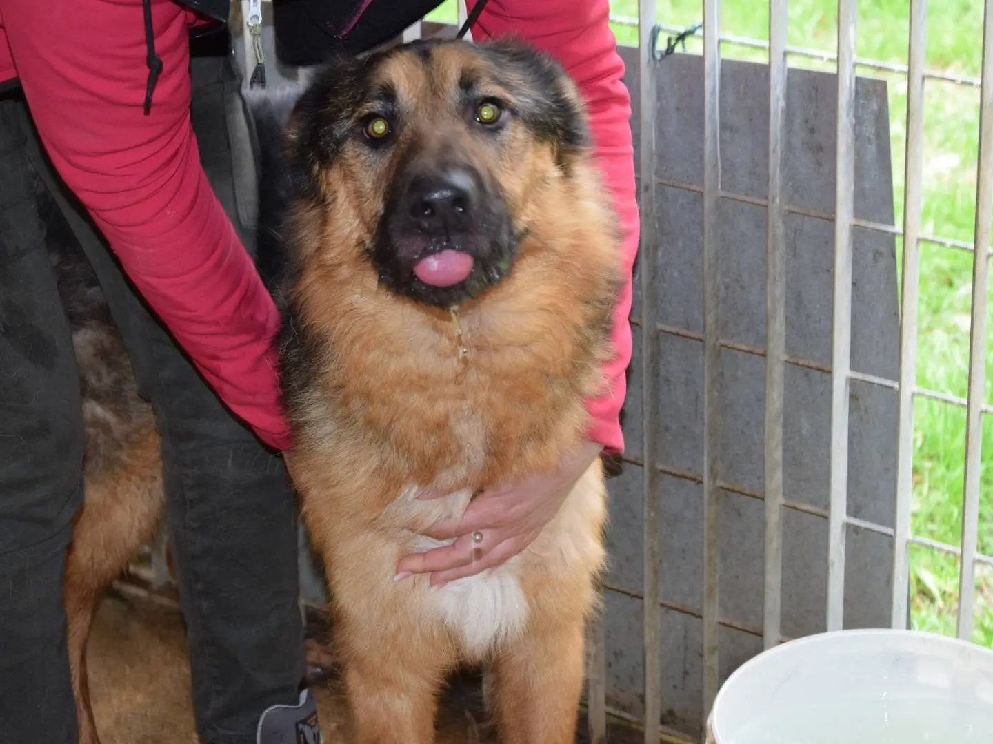 Adozione cane, maschio, Razza sconosciuta Razza sconosciuta, 3 anni e 3 mesi, taglia grande, Chieti