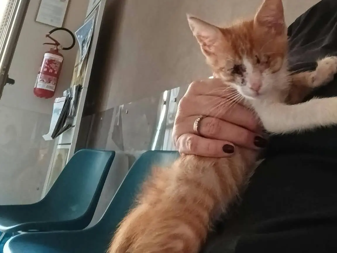 Adotta un gatto, maschio, 5 mesi, Brescia