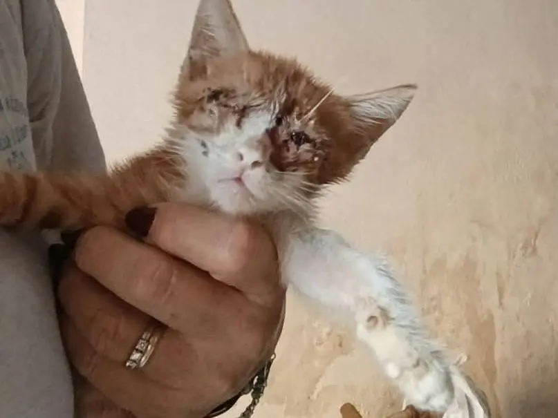 Adotta il gatto ROMEO a Brescia