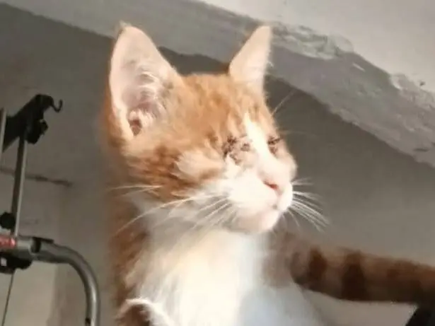 Adotta un gatto, taglia non valida, maschio, Brescia