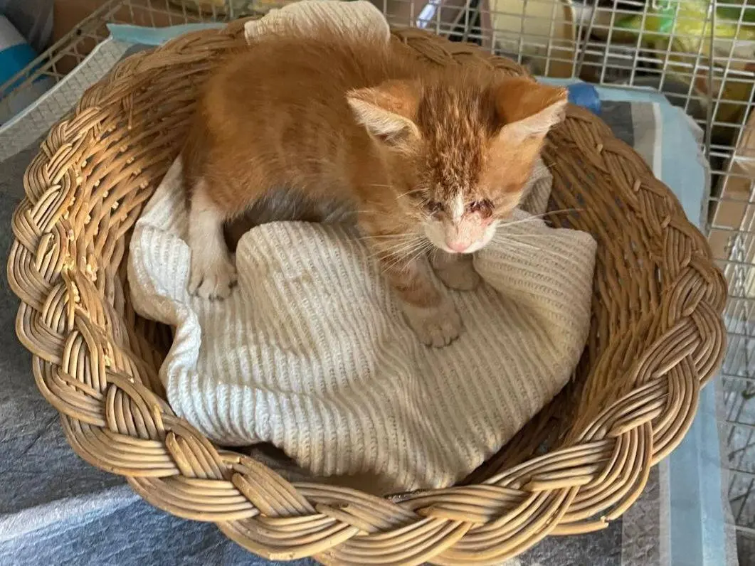 Vuoi adottare un gatto a Brescia?